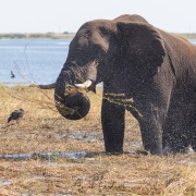 Eléphant d'Afrique: lavage des herbes aquatiques avant leur consommation