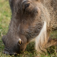 Phacochère: portrait