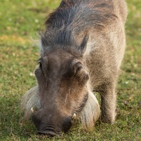 Phacochère: l'herbe est verte dans le parc du lodge