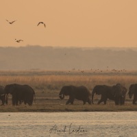 Eléphant d'Afrique