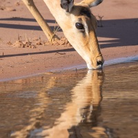 Impala se désaltérant