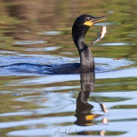 cormoran vigua