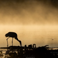 Jabiru d'Amérique