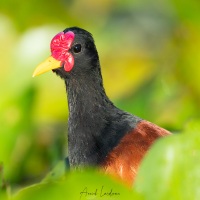 Jacana noir