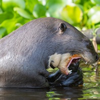 Loutre géante