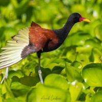 Jacana noir