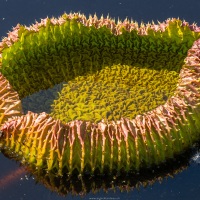 Feuille de nénuphar géant