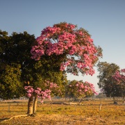 Ipé rose