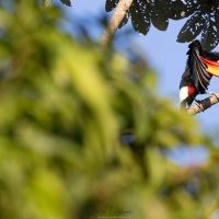 Toucan toco