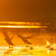 Cormoran vigua