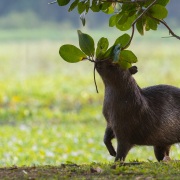 Capibara