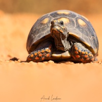 Tortue charbonière à pattes rouges