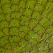 Détail de feuille de nénuphar géant