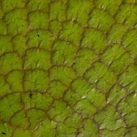 Détail de feuille de nénuphar géant