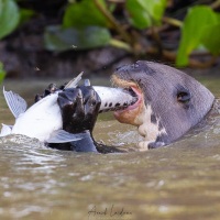 Loutre géante