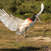 Jabiru d'Amérique