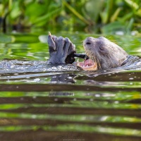 Loutre géante