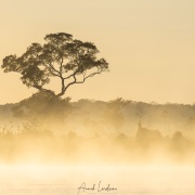 Brume du matin sur le rio Paraguay