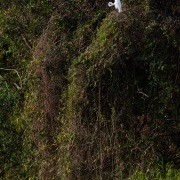 grande aigrette