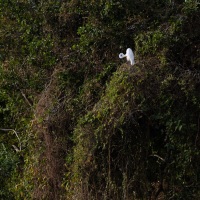 grande aigrette