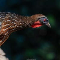 Pénolope à ventre roux