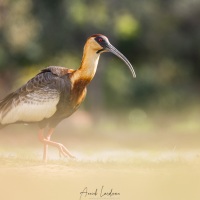 Ibis Mandore