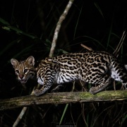 Ocelot