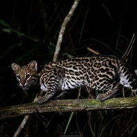 Ocelot