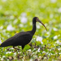 Ibis à face nue