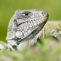 Iguane