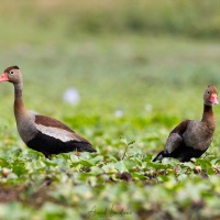 Dendrocygne à ventre noir