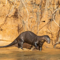 Loutre géante