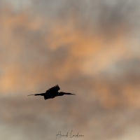 Anhinga d'Amérique au petit jour