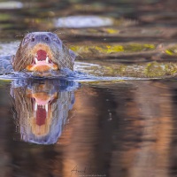 Loutre géante