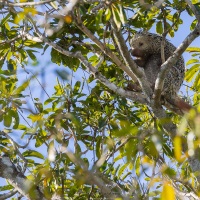 Coendou (porc épique arboricole)