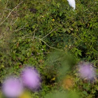 Grande aigrette