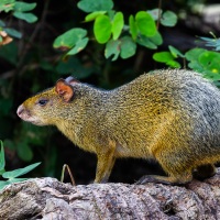 Agouti