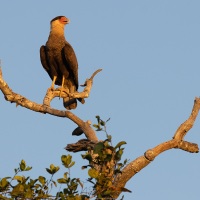 Caracara strié