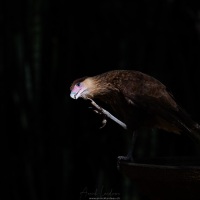 Caracara strié