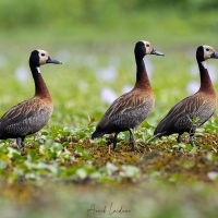 Dendrocygne à ventre noir