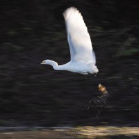 Aigrette neigeuse