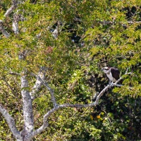 Balbuzard pêcheur