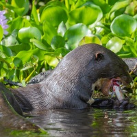 Loutre géante