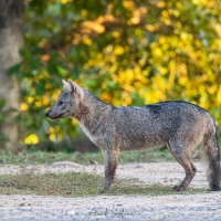 Renard crabier