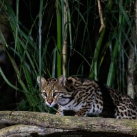 Ocelot