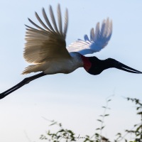 Jabiru d'Amérique