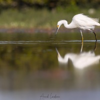 Aigrette neigeuse