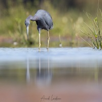 Aigrette bleue