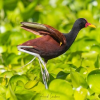 Jacana noir