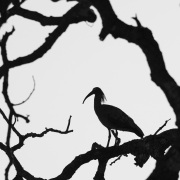 Ibis mandore